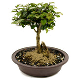 Parrot's Beak Bonsai D448