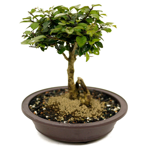 Parrot's Beak Bonsai D448