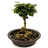 Parrot's Beak Bonsai D448