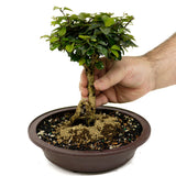 Parrot's Beak Bonsai D448
