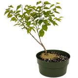 Apricot D449