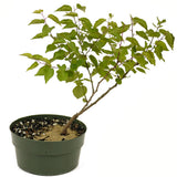 Apricot D449