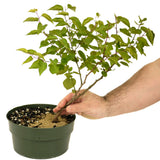 Apricot D449