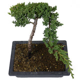 Dwarf Japanese Garden Juniper - D45