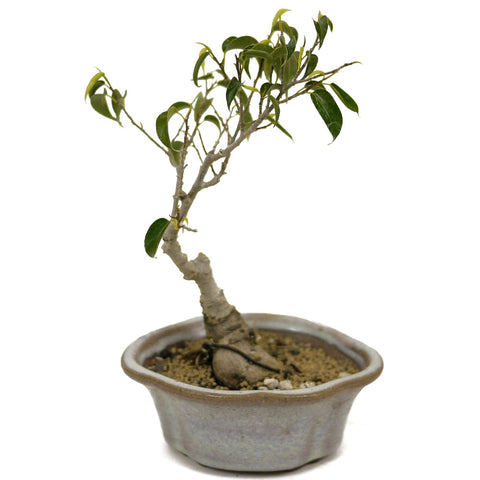 Shohin Ficus Too Little Bonsai D453