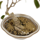 Shohin Ficus Too Little Bonsai D453