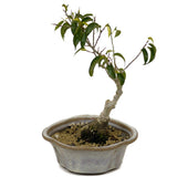 Shohin Ficus Too Little Bonsai D453