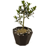 Shohin Olive D455