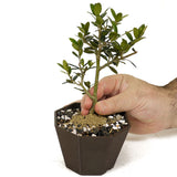 Shohin Olive D455