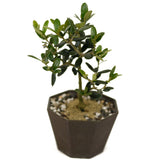 Shohin Olive D455