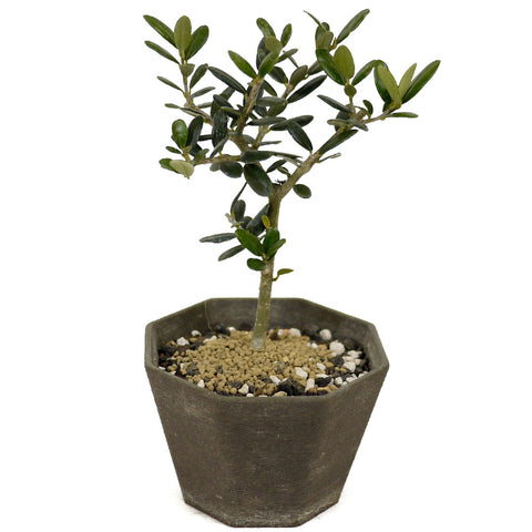 Shohin Olive D456
