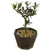 Shohin Olive D456