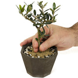 Shohin Olive D456