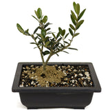 Shohin Olive D457