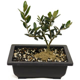 Shohin Olive D457