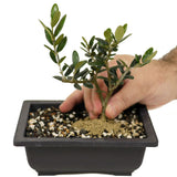 Shohin Olive D457