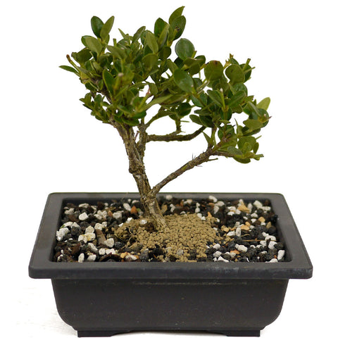Dwarf Natal Plum D459