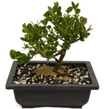Dwarf Natal Plum D459