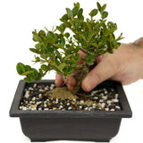 Dwarf Natal Plum D459