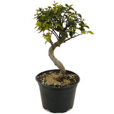 Chinese Elm D460
