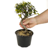 Chinese Elm D460