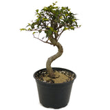 Chinese Elm D460
