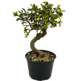 Chinese Elm D461