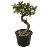 Chinese Elm D461