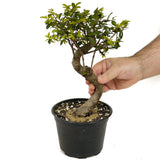 Chinese Elm D461