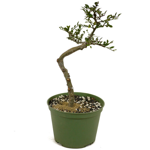 Chinese Elm D462
