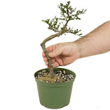 Chinese Elm D462