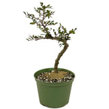 Chinese Elm D462