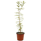 Bald Cypress - D463