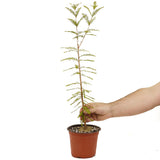 Bald Cypress - D463