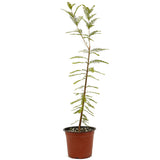 Bald Cypress - D463