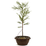 Giant Sequoia in Tie Pot D464