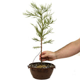 Giant Sequoia in Tie Pot D464