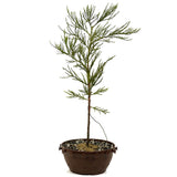 Giant Sequoia in Tie Pot D464