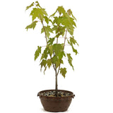 Red Maple in Tie Pot D465