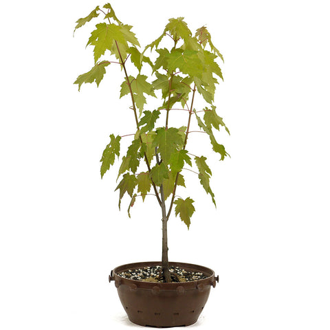 Red Maple in Tie Pot D465