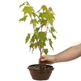 Red Maple in Tie Pot D465