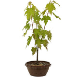 Red Maple in Tie Pot D465