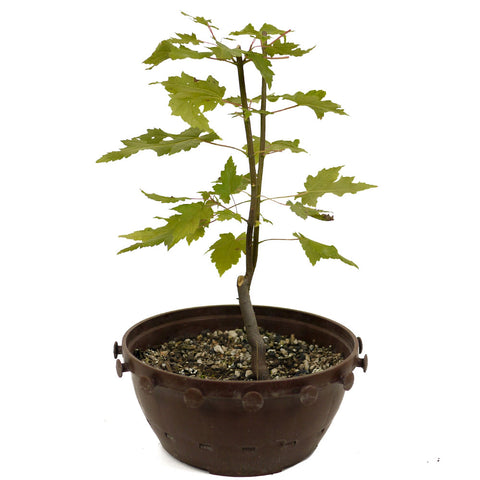 Red Maple in Tie Pot D466