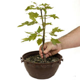 Red Maple in Tie Pot D466