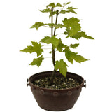 Red Maple in Tie Pot D466