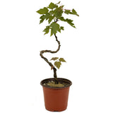 Red Maple D467