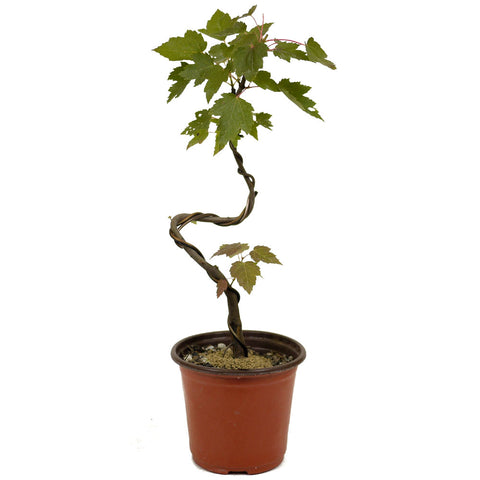 Red Maple D467