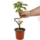 Red Maple D467