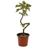 Red Maple D467