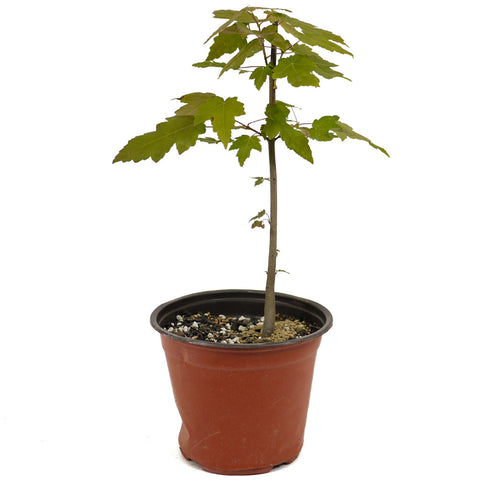 Red Maple D468